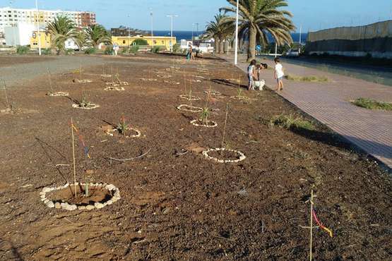 Trabajos de plantación realizados en el solar de la urbanización Costa Jardín (Foto TA)